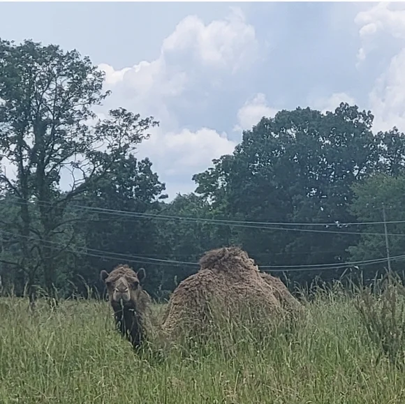 LIMITED QUANTITY Super Beauty Food Camel's Milk Soap - Picture 11 of 14